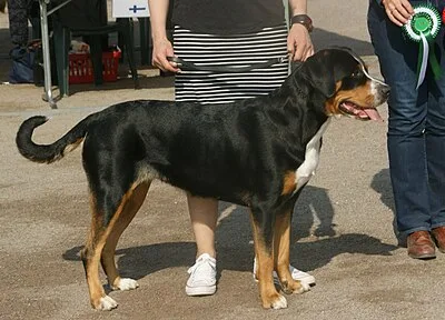 Greater Swiss Mountain Dog - Giant family-friendly dog breed