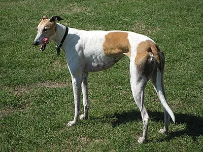 Greyhound - Large apartment-friendly dog breed