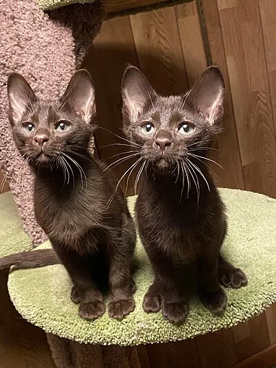 Havana Brown - Medium apartment-friendly cat breed