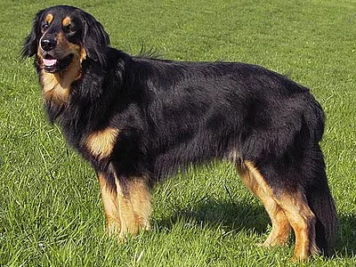 Hovawart - Large family-friendly dog breed