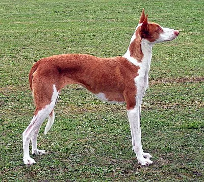 Ibizan Hound - Large family-friendly dog breed