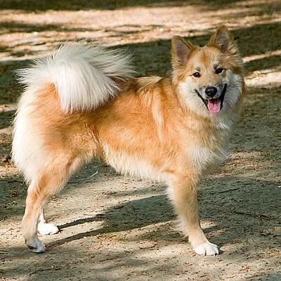 Icelandic Sheepdog - Medium family-friendly dog breed