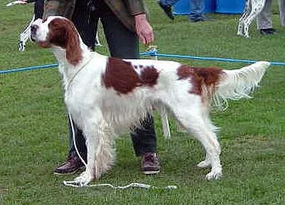 Irish Red and White Setter - Large family-friendly dog breed