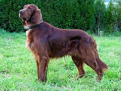 Irish Setter - Large family-friendly dog breed