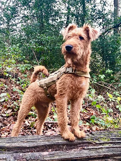 Irish Terrier - Medium family-friendly dog breed