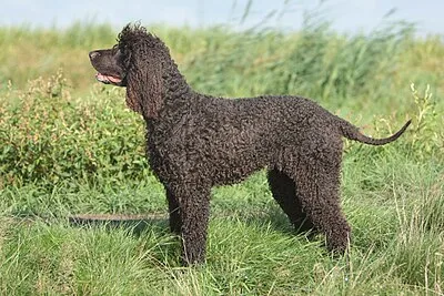Irish Water Spaniel - Large family-friendly dog breed