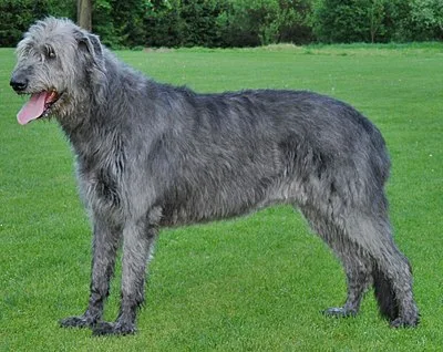Irish Wolfhound - Giant family-friendly dog breed