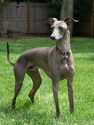 Italian Greyhound - Small apartment-friendly dog breed