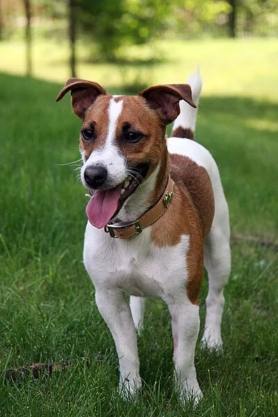 Jack Russell Terrier - Small family-friendly dog breed