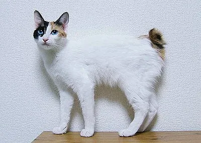 Japanese Bobtail - Small-Medium apartment-friendly cat breed