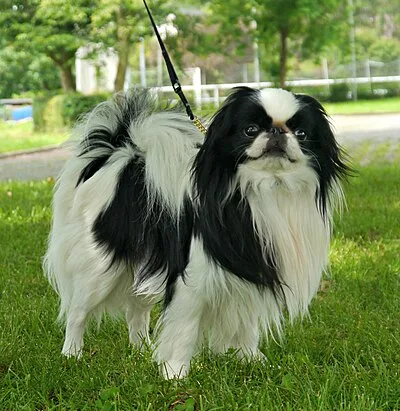 Japanese Chin - Toy apartment-friendly dog breed