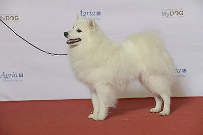 Japanese Spitz - Small apartment-friendly dog breed