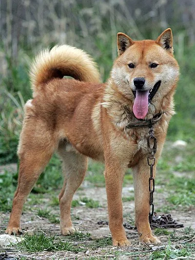 Jindo - Medium apartment-friendly dog breed