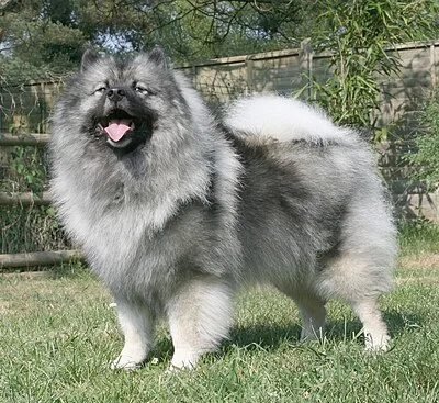 Keeshond - Medium beginner-friendly dog breed