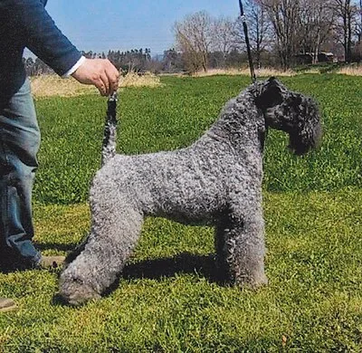 Kerry Blue Terrier - Medium family-friendly dog breed