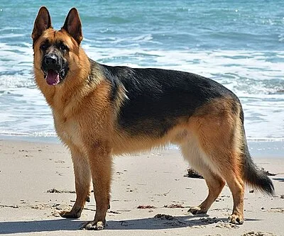 King Shepherd - Giant family-friendly dog breed