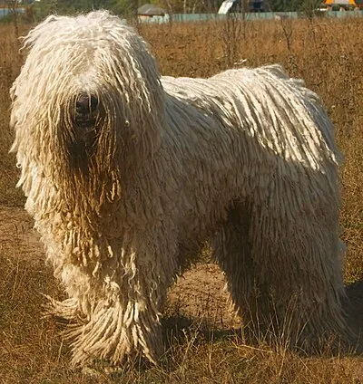 Komondor - hypoallergenic Giant dog breed