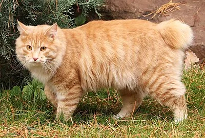 Kurilian Bobtail - Medium-Large apartment-friendly cat breed
