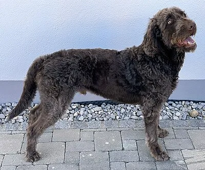 Labradoodle - Medium-Large family-friendly dog breed
