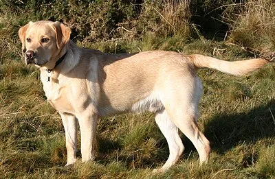 Labrador Retriever - Large family-friendly dog breed