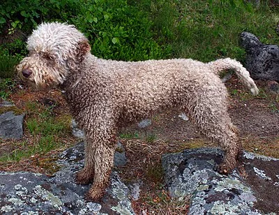Lagotto Romagnolo - long-living Medium dog breed