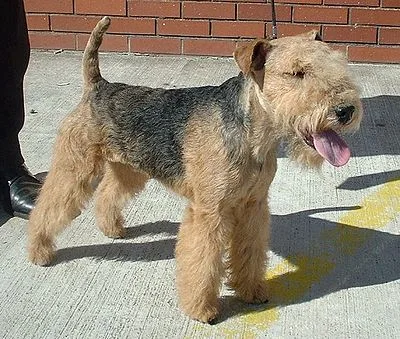 Lakeland Terrier - Small apartment-friendly dog breed