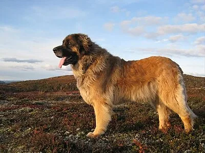 Leonberger - Giant beginner-friendly dog breed