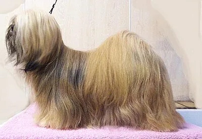 Lhasa Apso - Small apartment-friendly dog breed