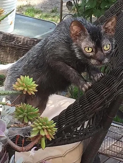 Lykoi - Small-Medium apartment-friendly cat breed
