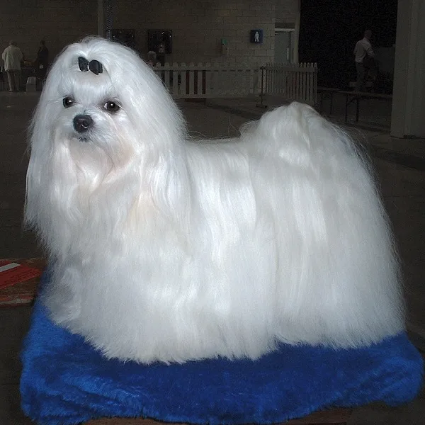 Maltese - Toy apartment-friendly dog breed