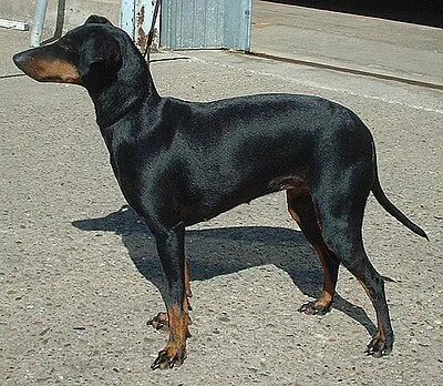 Manchester Terrier - Small apartment-friendly dog breed