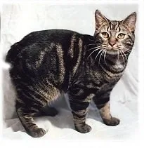 Manx - Medium apartment-friendly cat breed