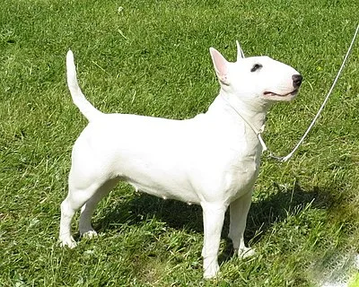 Miniature Bull Terrier - Small apartment-friendly dog breed