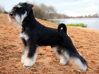 Miniature Schnauzer - Small apartment-friendly dog breed