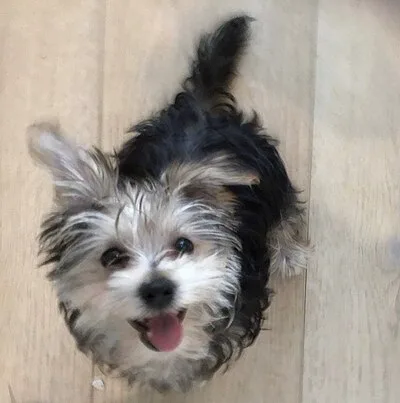 Morkie - Toy apartment-friendly dog breed