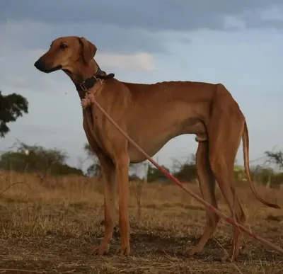 Mudhol Hound - Large family-friendly dog breed