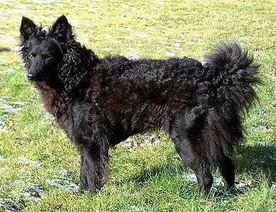 Mudi - Medium family-friendly dog breed