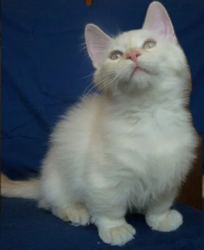 Munchkin - Small-Medium apartment-friendly cat breed