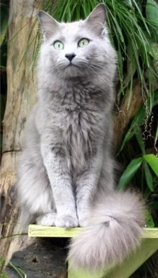 Nebelung - Medium apartment-friendly cat breed