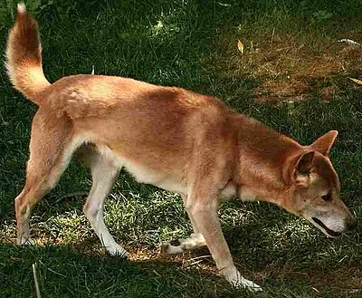 New Guinea Singing Dog - long-living Medium dog breed