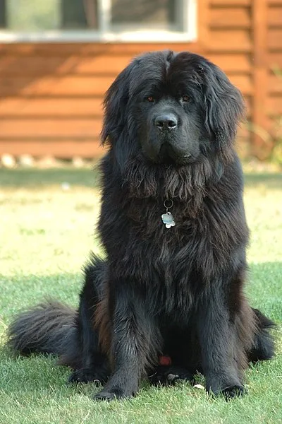 Newfoundland - Giant beginner-friendly dog breed