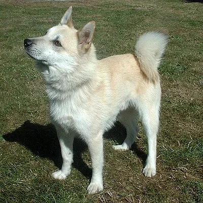 Norwegian Buhund - Medium family-friendly dog breed