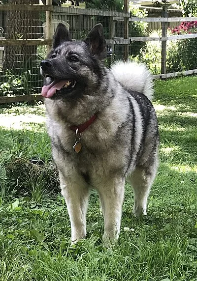 Norwegian Elkhound - Medium family-friendly dog breed