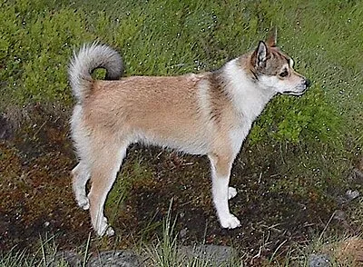 Norwegian Lundehund - Small apartment-friendly dog breed