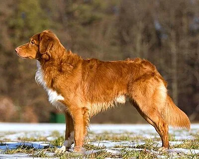 Nova Scotia Duck Tolling Retriever - Medium family-friendly dog breed
