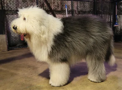 Old English Sheepdog - Large beginner-friendly dog breed
