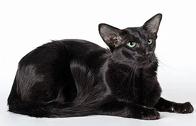 Oriental Longhair - Medium apartment-friendly cat breed