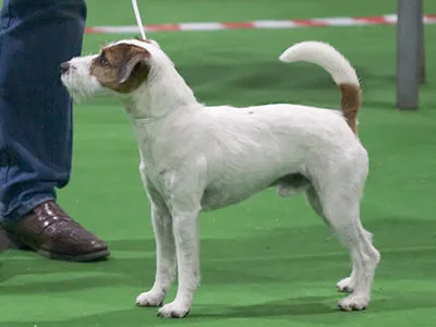 Parson Russell Terrier - Small apartment-friendly dog breed