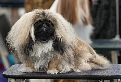 Pekingese - Small apartment-friendly dog breed