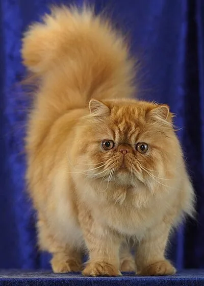 Persian - Medium-Large apartment-friendly cat breed